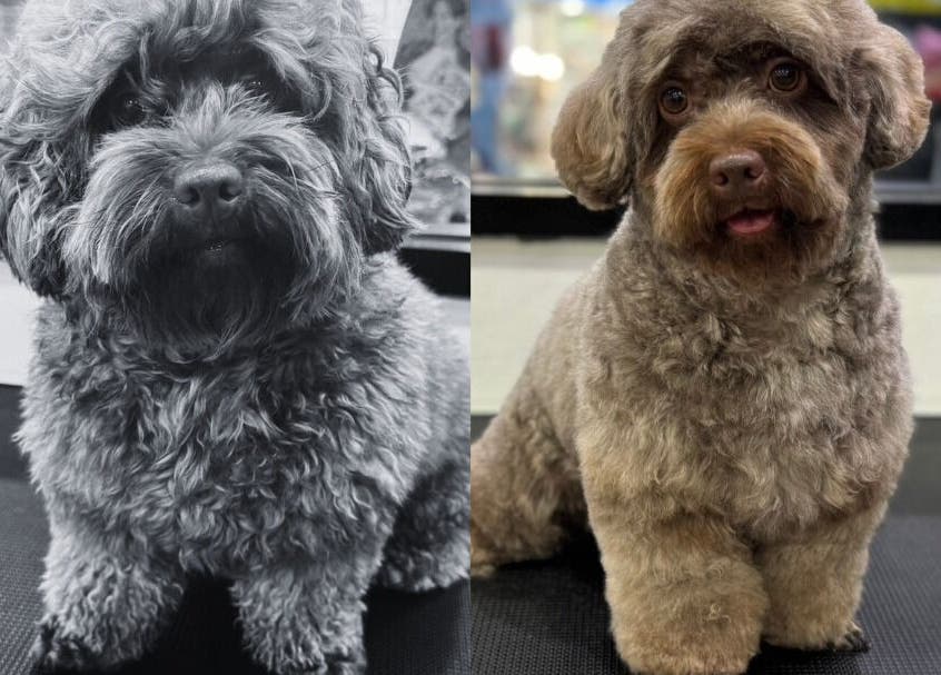 การเปลี่ยนแปลงกรูมมิ่งที่ Purrpro Grooming สาขา โยธินพัฒนา, Krung Thep Maha Nakhon, TH.