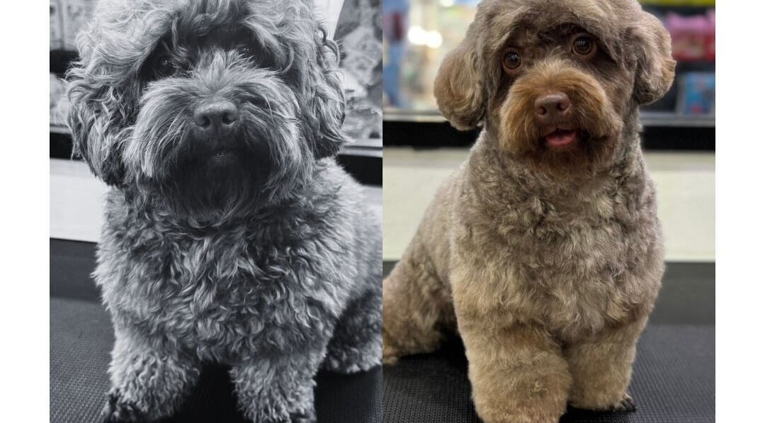 การเปลี่ยนแปลงกรูมมิ่งที่ Purrpro Grooming สาขา โยธินพัฒนา, Krung Thep Maha Nakhon, TH.