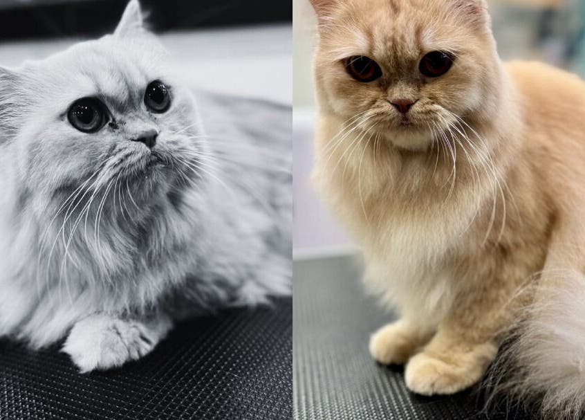 แมวน่ารักที่ Purrpro Grooming สาขา โยธินพัฒนา Krung Thep Maha Nakhon, TH