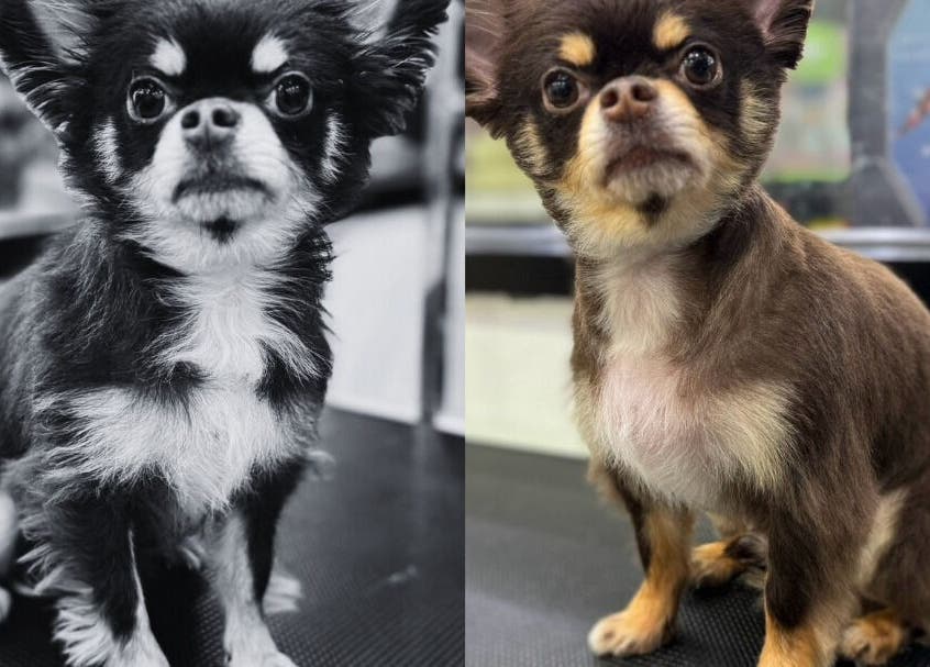 ภาพก่อนและหลังตัดขนสุนัขชิวาวาที่ Purrpro Grooming สาขา โยธินพัฒนา, Krung Thep Maha Nakhon, TH.