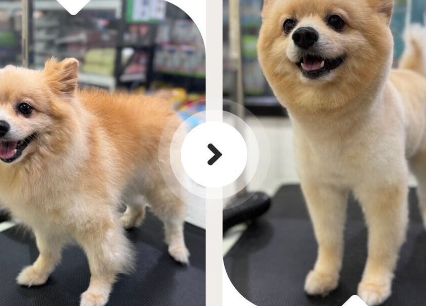 สุนัขพันธุ์ปอมเมอเรเนียนก่อนและหลังการตัดขนที่ Purrpro Grooming สาขา โยธินพัฒนา, Krung Thep Maha Nakhon, TH.