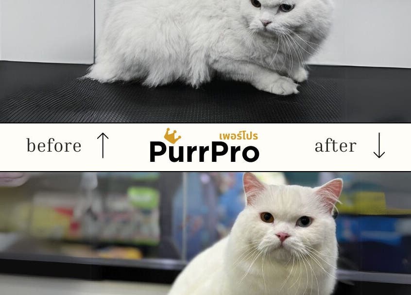 ภาพก่อนและหลังการกรูมมิ่งแมวที่ Purrpro Grooming สาขา โยธินพัฒนา, Krung Thep Maha Nakhon, TH.