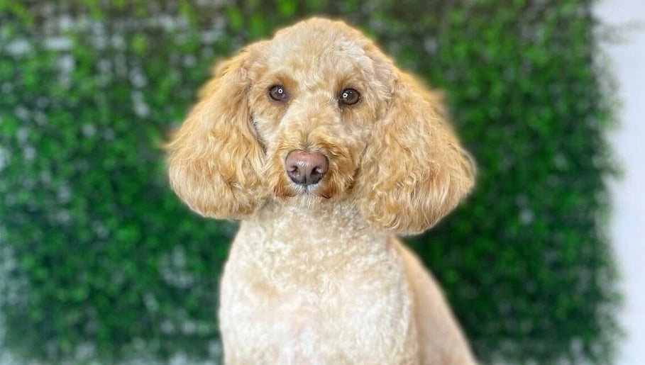 Pup Club Groomers image 1