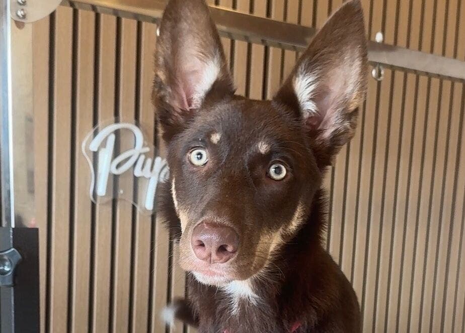 Adorable dog at Pup Club Groomers in Birmingham, England, GB, showcasing grooming excellence.