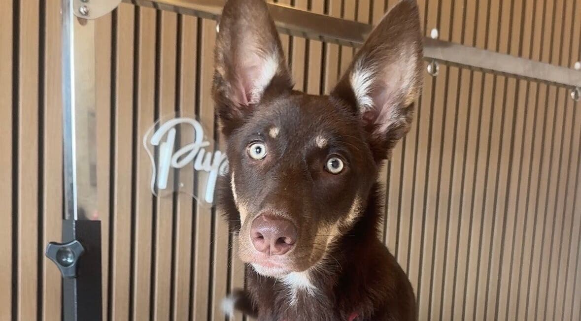 Adorable dog at Pup Club Groomers in Birmingham, England, GB, showcasing grooming excellence.