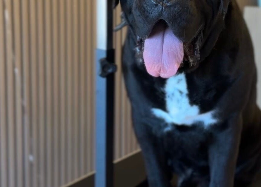 Happy dog at Pup Club Groomers in Birmingham, England, GB enjoying grooming services.