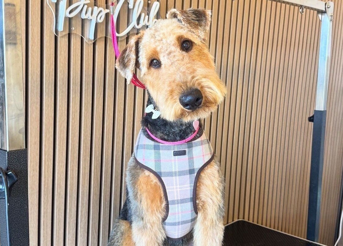 Groomed terrier in a plaid vest at Pup Club Groomers, Birmingham, England, GB.