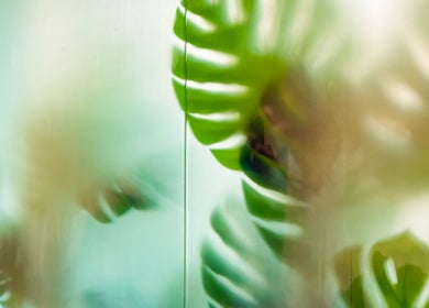 Lush green leaves at Haru Fit Tokyo, Jakarta Selatan, DKI Jakarta, ID enhance a tranquil wellness ambiance.