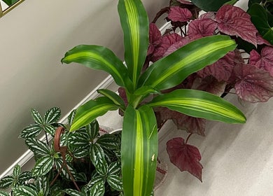 Plantas decorativas en COWE Centro Estético, San Carlos, Departamento De Maldonado, UY, realzan el ambiente.