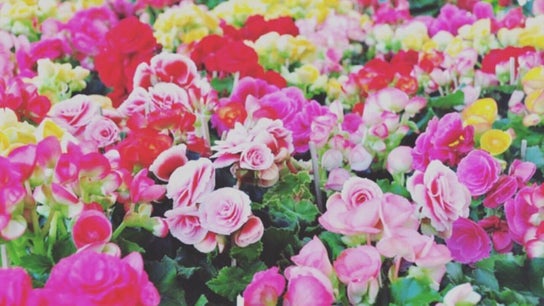 Begonia’s Beauty