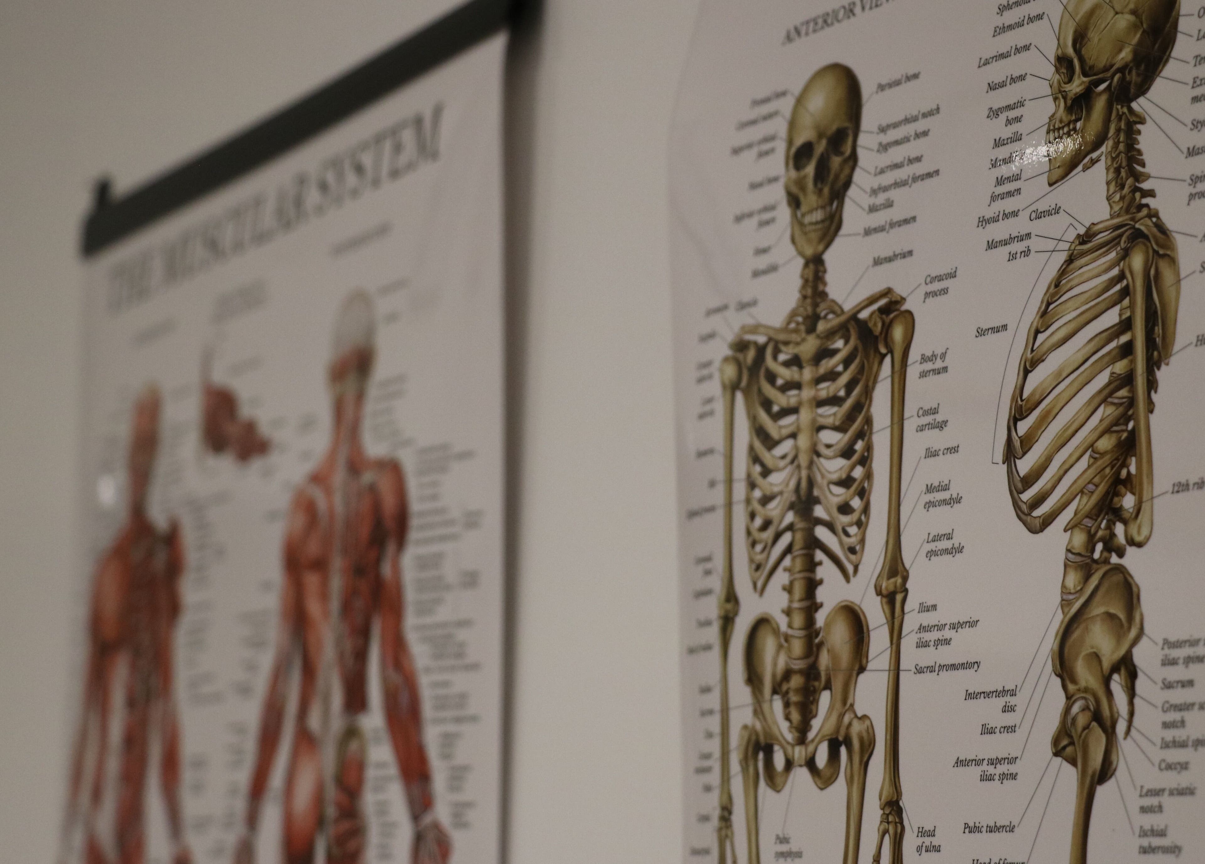 Anatomical posters displayed at Stealth Sports Massage, Huddersfield, England, GB, showcasing skeletal and muscular systems.