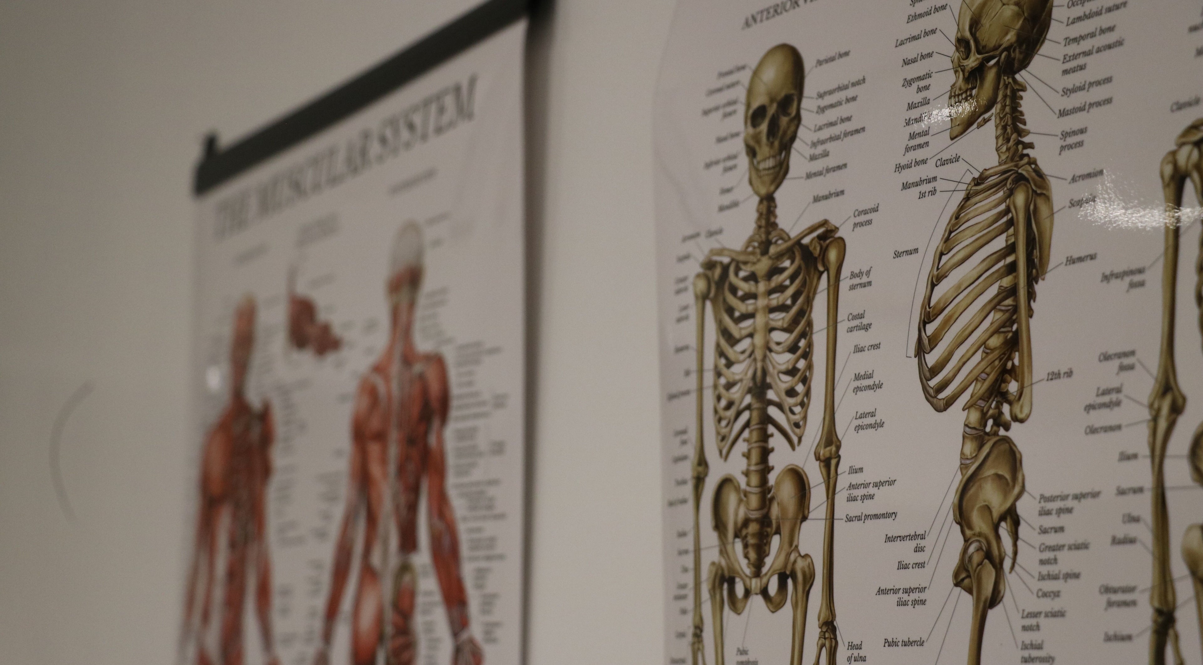 Anatomical posters displayed at Stealth Sports Massage, Huddersfield, England, GB, showcasing skeletal and muscular systems.