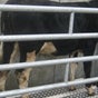Animal weighing scales in Uganda +256 700225423 - University Plaza, Bombo Road, Kawempe Division, Kampala, Central Region