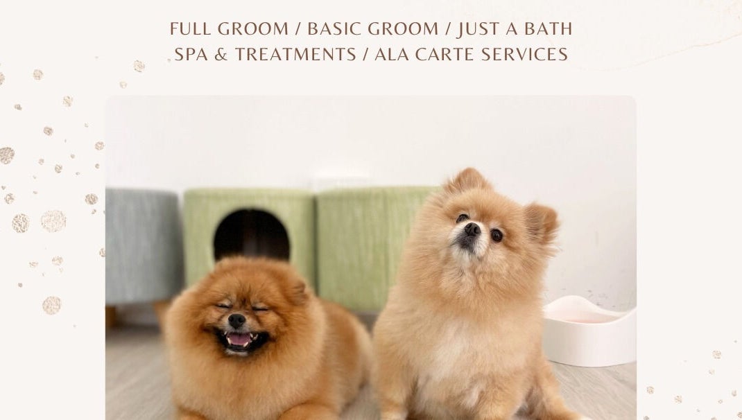 Fluffy Pomeranians enjoying spa day at Snob Ark Pet Salon, Singapore, SG.