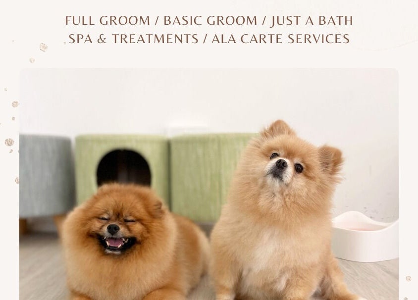 Fluffy Pomeranians enjoying spa day at Snob Ark Pet Salon, Singapore, SG.