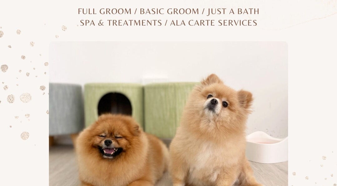 Fluffy Pomeranians enjoying spa day at Snob Ark Pet Salon, Singapore, SG.