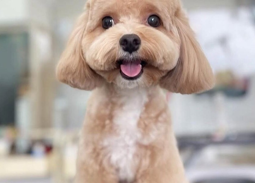 Groomed poodle smiling at Snob Ark Pet Salon in Singapore, Singapore, SG.