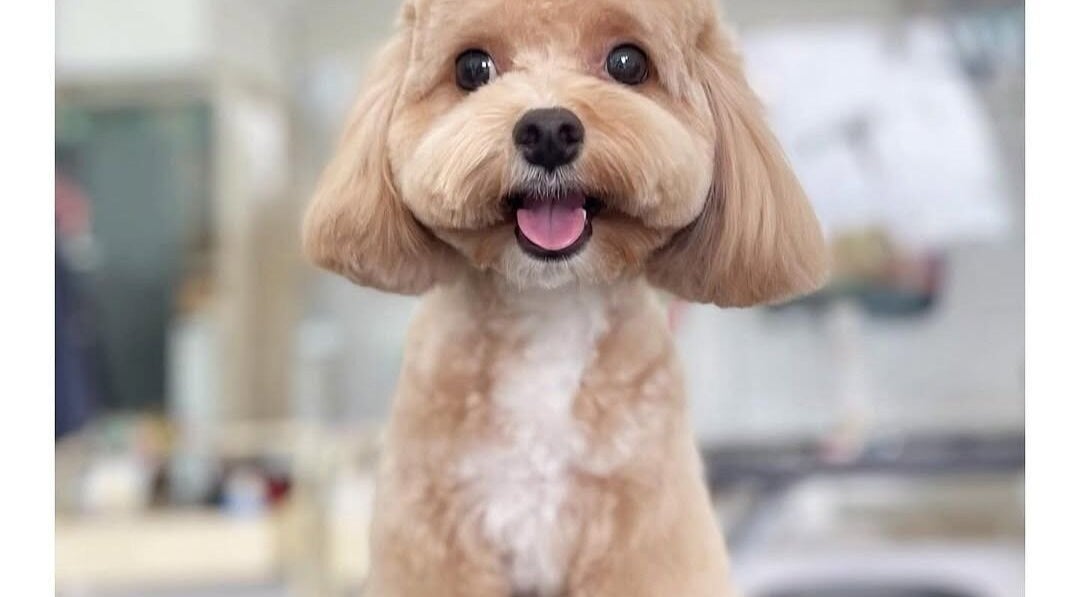 Groomed poodle smiling at Snob Ark Pet Salon in Singapore, Singapore, SG.