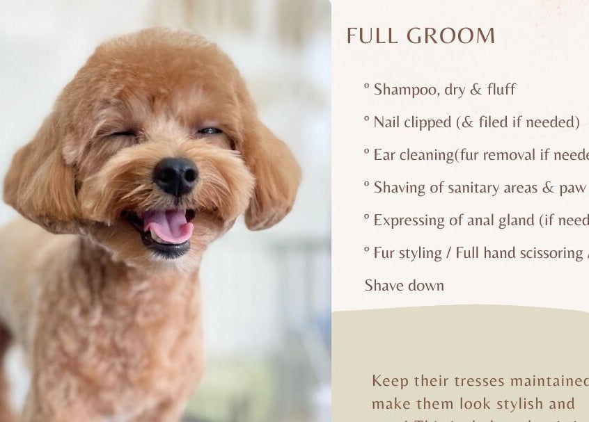 Happy, groomed dog at Snob Ark Pet Salon, Singapore, SG. List of full grooming services included.