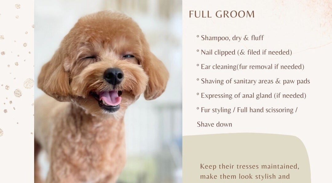 Happy, groomed dog at Snob Ark Pet Salon, Singapore, SG. List of full grooming services included.