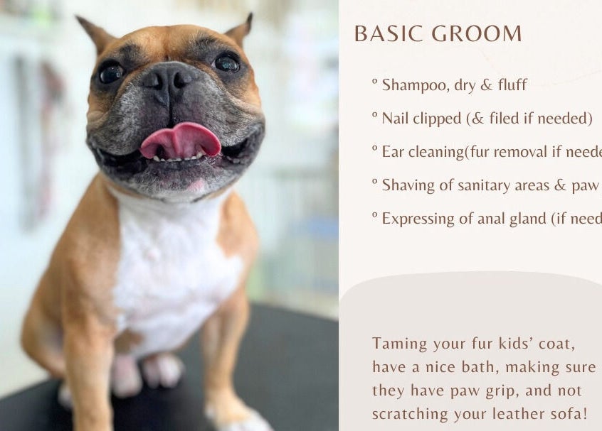 Happy dog receiving basic grooming at Snob Ark Pet Salon, Singapore, Singapore, SG. Service details listed.
