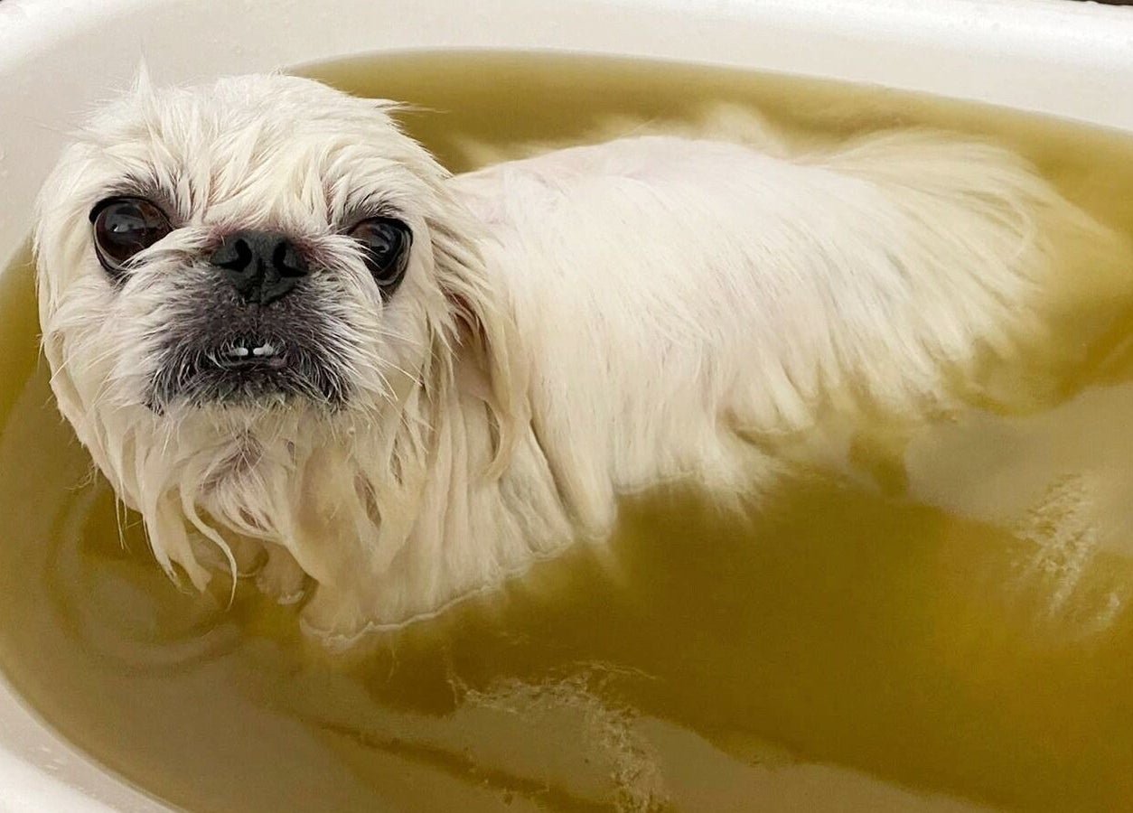Pampered dog enjoying a luxurious bath at Snob Ark Pet Salon in Singapore, Singapore, SG.