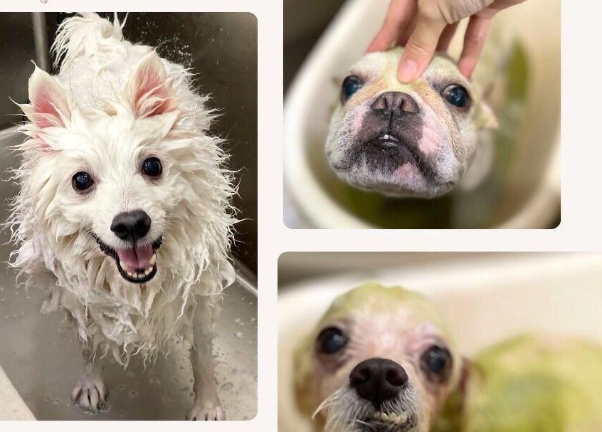 Happy dogs enjoying a grooming session at Snob Ark Pet Salon in Singapore, Singapore, SG.