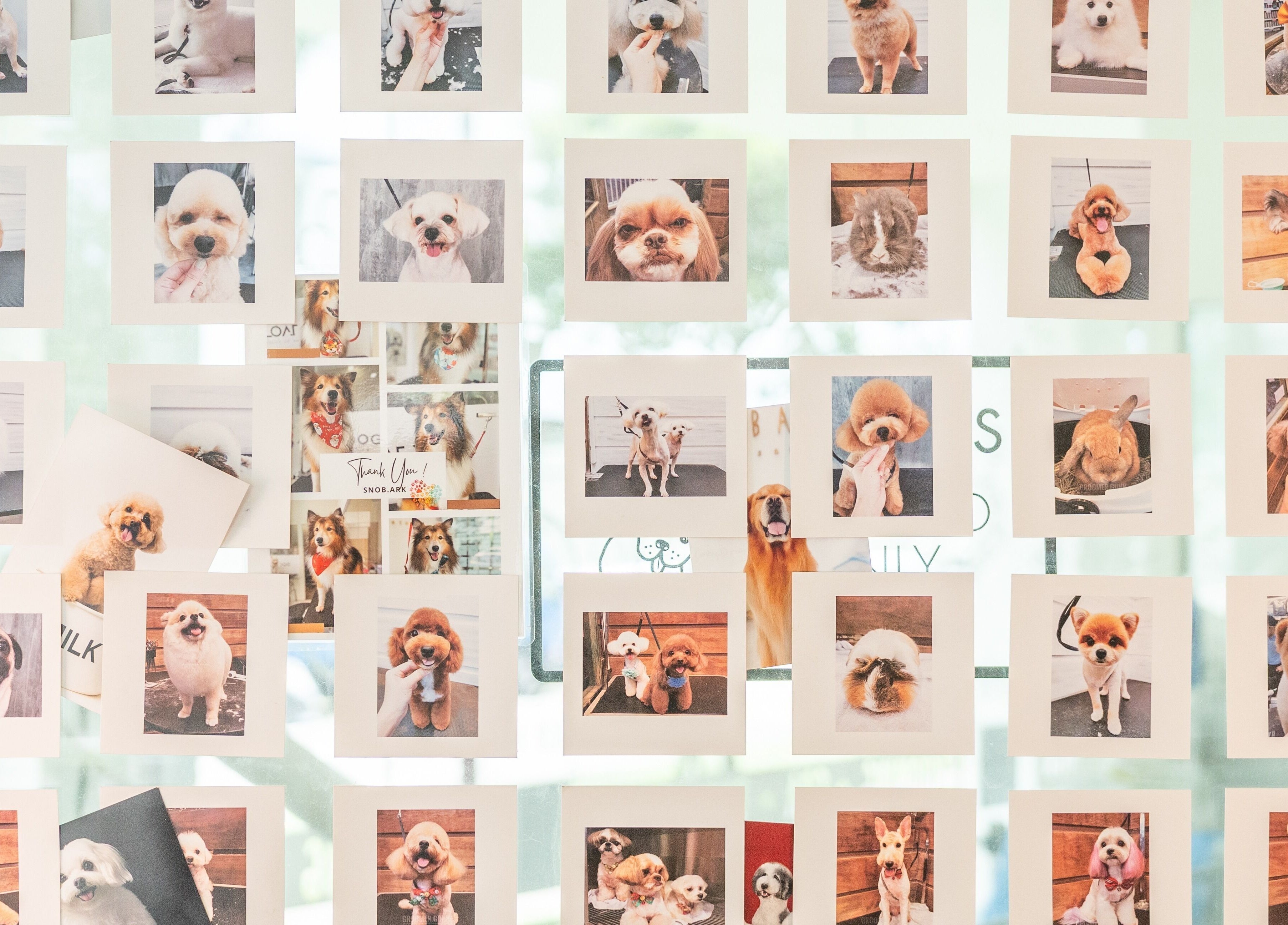 Pet photo collage at Snob Ark Pet Salon, Singapore, SG, showcasing happy and groomed animals.