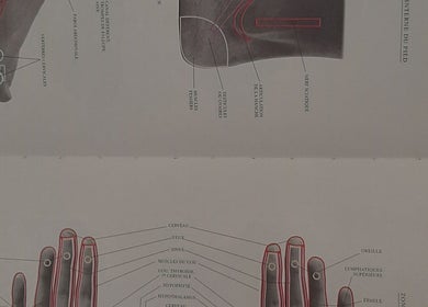 Diagramme de réflexologie chez Massage ejm à Nouméa, Province Sud, NC, illustrant les zones corporelles.
