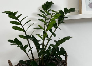 Planta verde em vaso no ambiente de Ana Gomes Estética, Perelhal, Braga, PT.