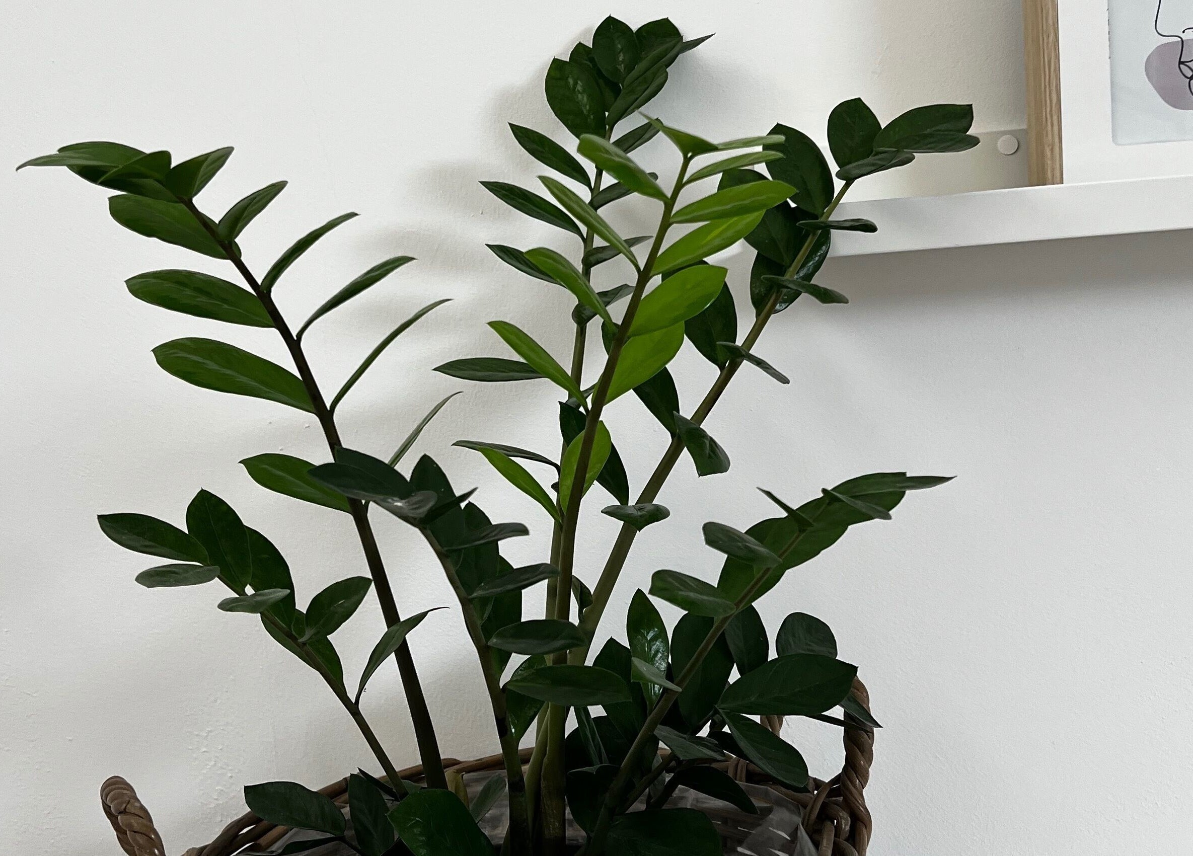 Planta verde em vaso na Ana Gomes Estética em Perelhal, Braga, PT, criando um ambiente relaxante.