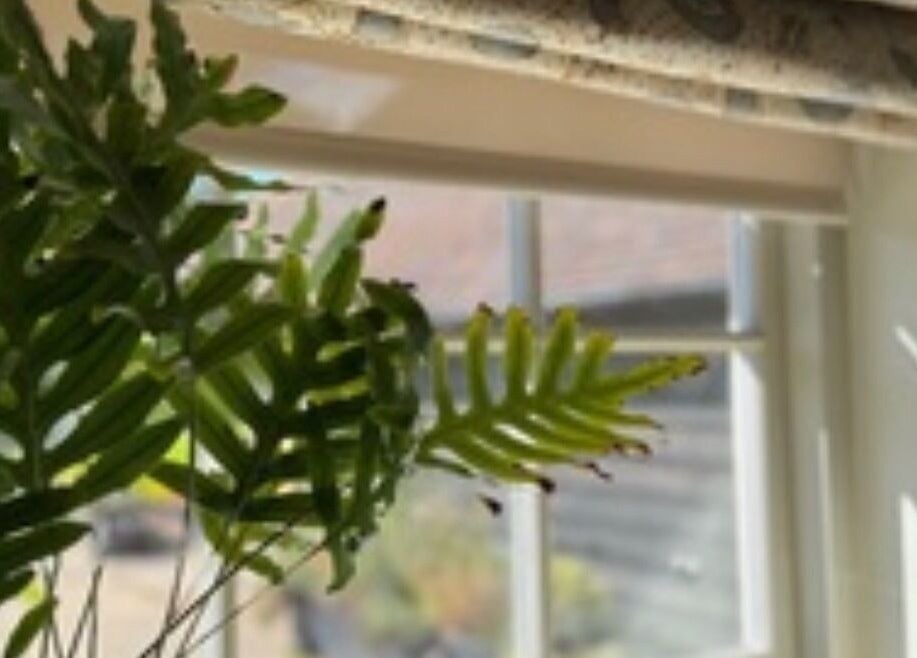 Lush green fern bathed in sunlight at Slow it down holistic therapies, Petworth, England, GB.