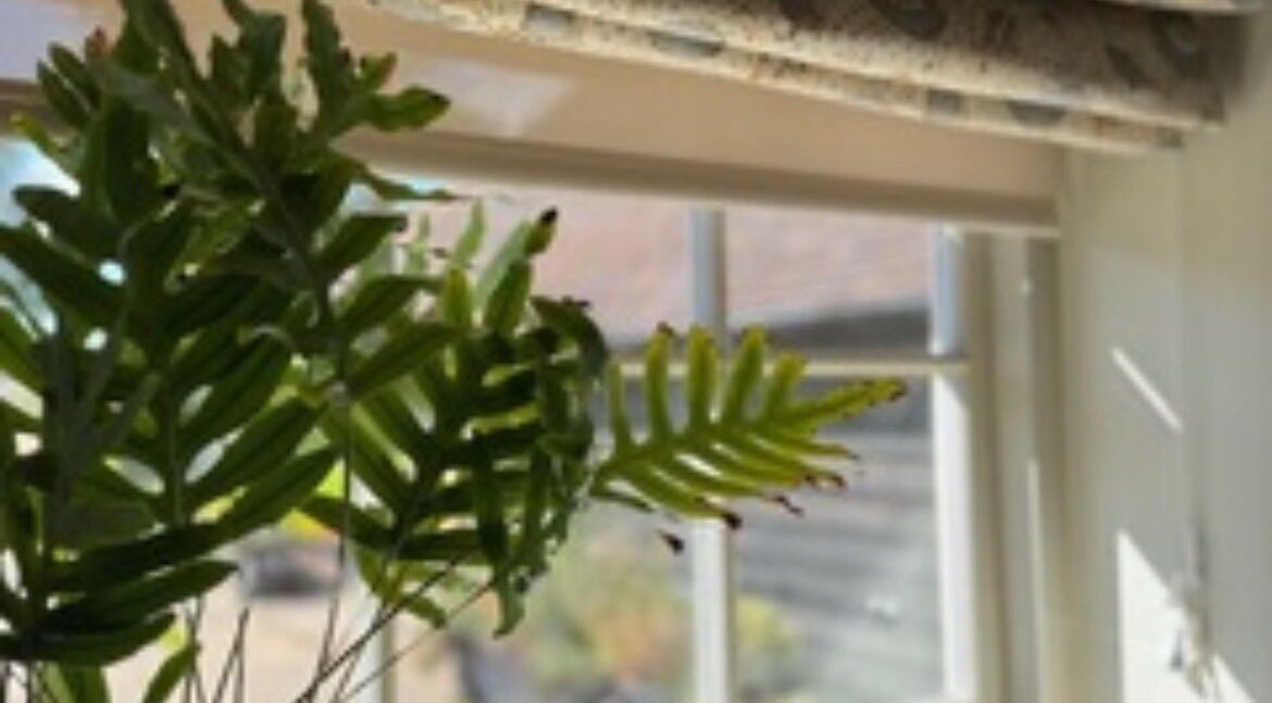 Lush green fern bathed in sunlight at Slow it down holistic therapies, Petworth, England, GB.