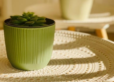Vaso verde com suculenta na sala da Massage Village, Pinhal Novo, Setúbal, PT.
