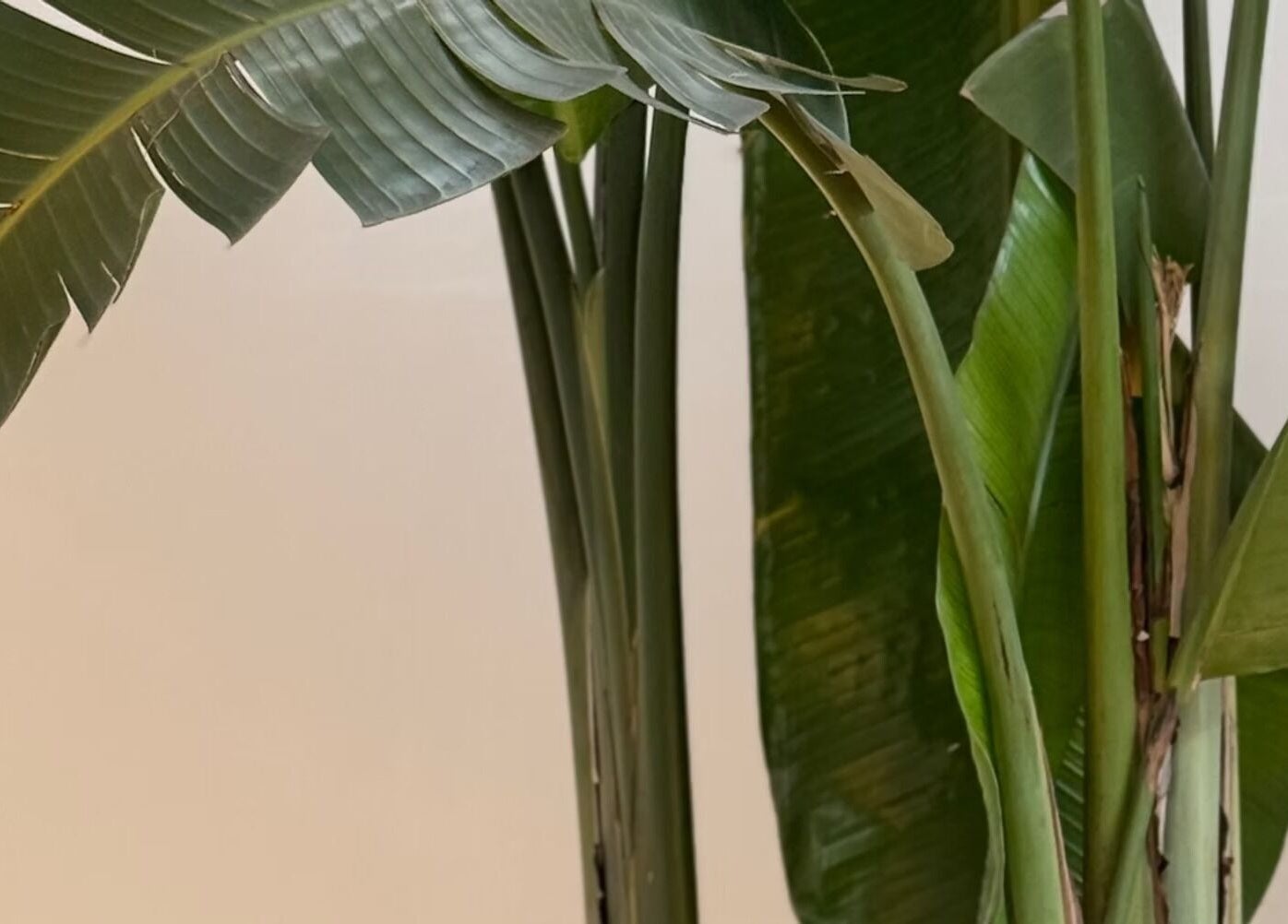 Lush green plant enhancing Solara Studio's calming spa vibe in Christchurch, GB.