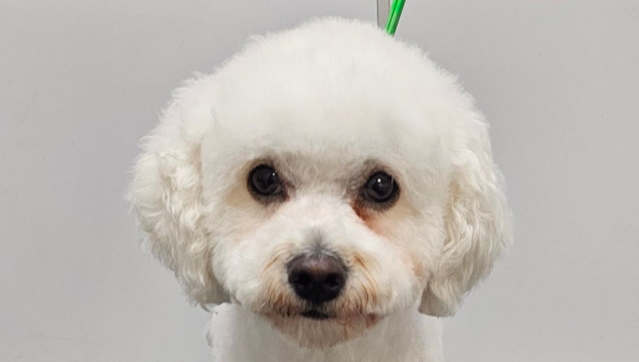 Pet Pampers image 1