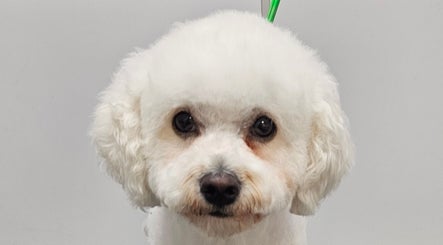 Pet Pampers