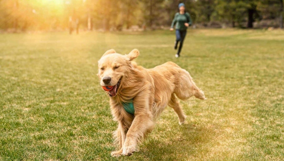 Pawfect Strolls image 1