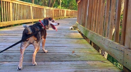 Pawfect Strolls image 3