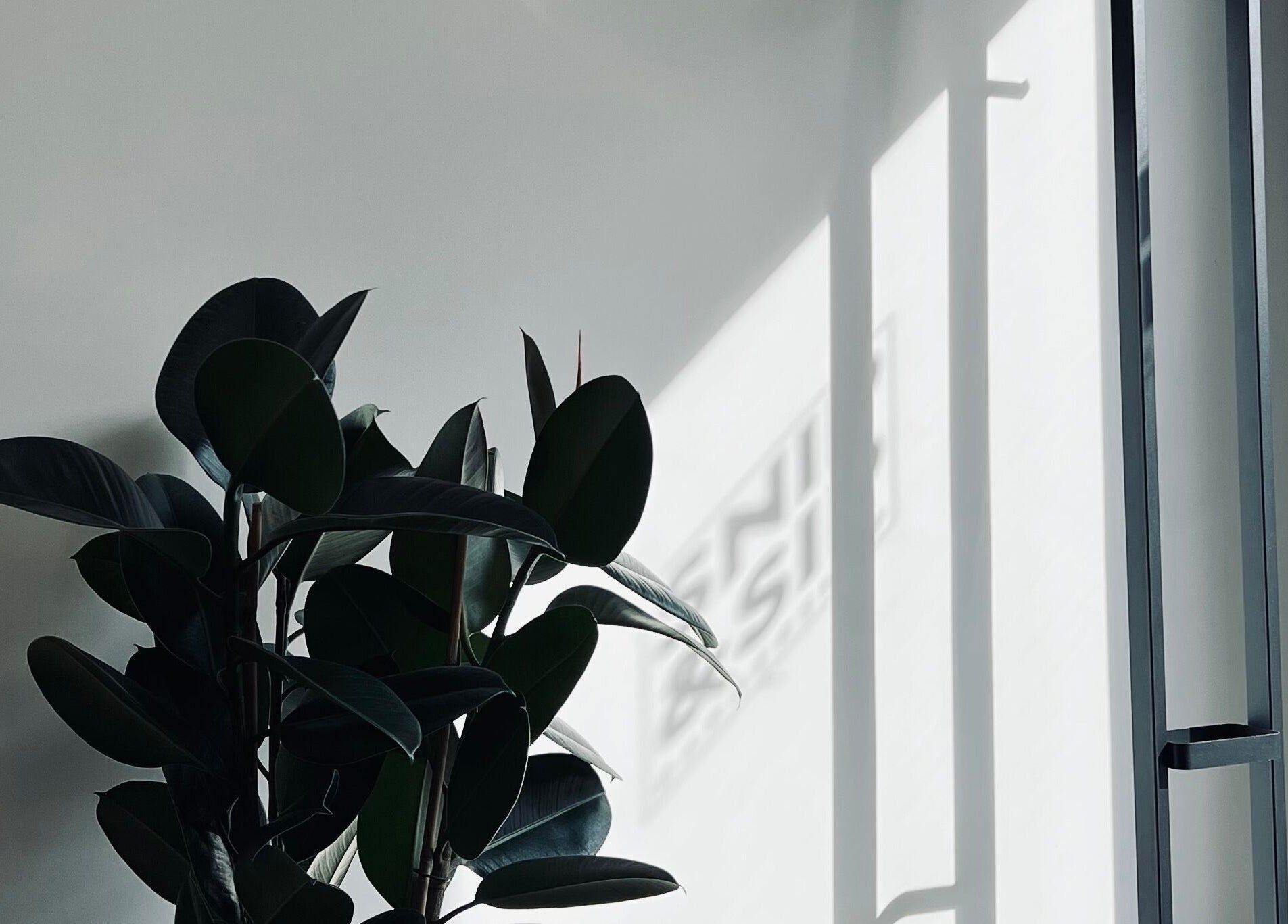 Stilingas augalas Snip&Sip Barbershop, Panevėžys, Panevėžio Apskritis, LT, su šviesos šešėliais.