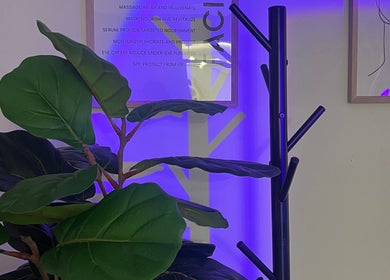 Lush plant illuminated by soft purple light at Elite Aesthetics By Arlene, Aguadilla, Aguadilla, PR.
