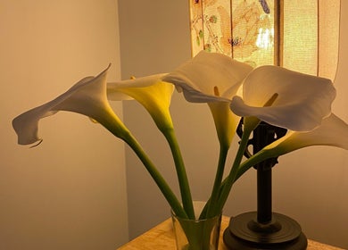 Elegant white lilies in soft light at Black Swan Asian Massage Devonport, Devonport, Tasmania, AU.