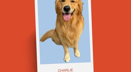 Pampered canines, bilde 2