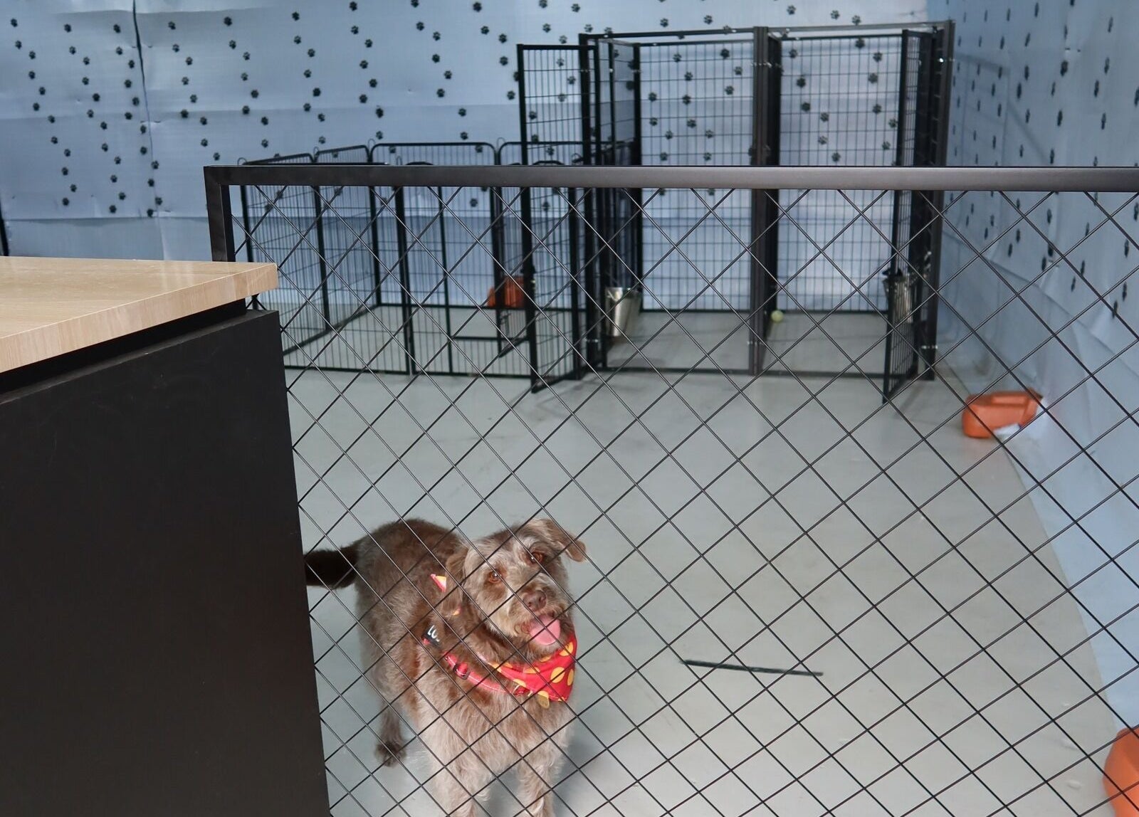 Dog in stylish bandana at Pampered Canines, Melbourne, Victoria, AU.
