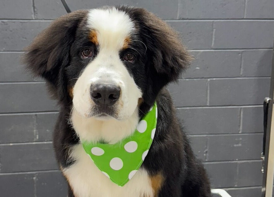 Happy dog with green bandana at Pampered Canines, Melbourne, Victoria, AU, showcasing grooming services.