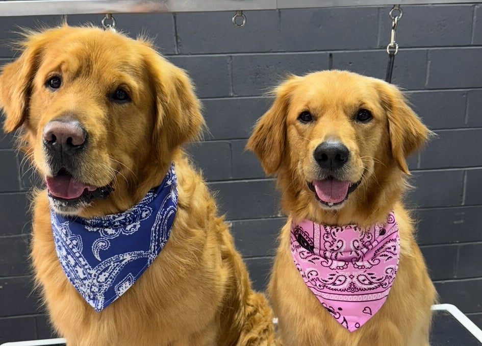 Golden retrievers with bandanas at Pampered Canines, Melbourne, Victoria, AU.