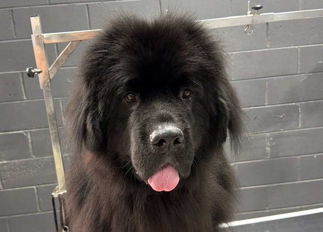 Happy dog at Pampered Canines, Melbourne, Victoria, AU showcasing grooming service.