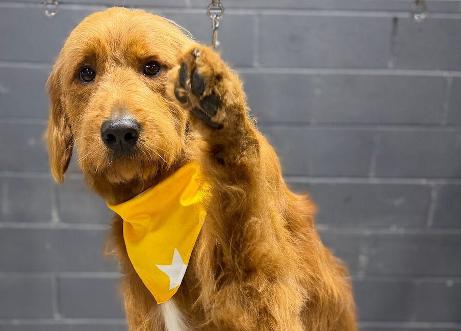 Happy dog with yellow bandana at Pampered Canines, Melbourne, Victoria, AU, raising its paw.