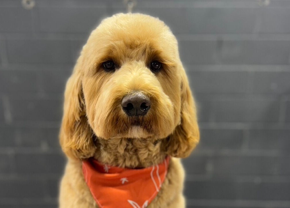 Charming dog with a red bandana at Pampered Canines, Melbourne, Victoria, AU.