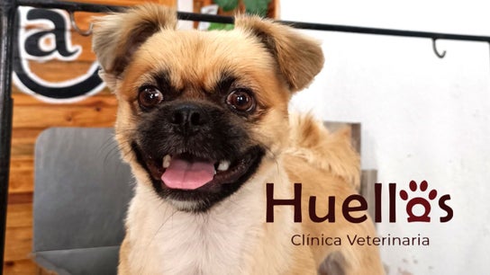 Estética Canina Huellas